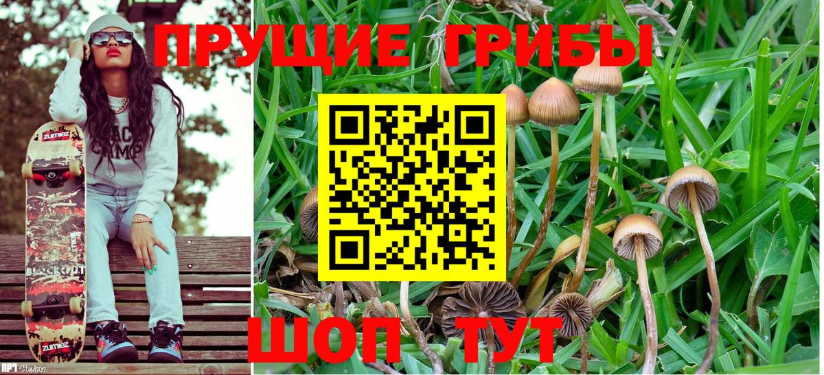 Галлюциногенные грибы Psilocybe  Вход с VPN  Заволжье 